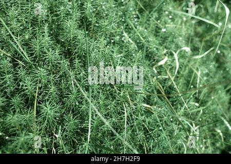 Rigida clubmuss (Lycopodium annotinum) che copre il suolo forestale in Irlanda Foto Stock