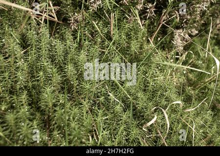 Rigida clubmuss (Lycopodium annotinum) che copre il suolo forestale in Irlanda Foto Stock