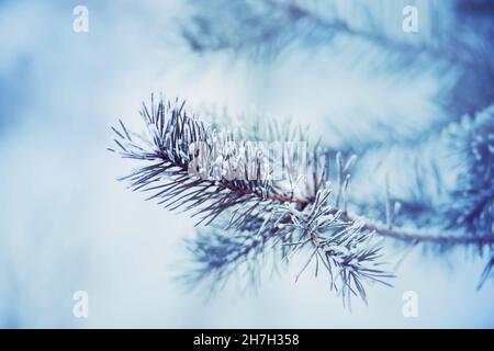 I rami di pino sottile con aghi lunghi e affilati verdi sono ricoperti di gelo in una fredda giornata invernale gelata. Natura nel mese di gennaio. Taiga. Foto Stock