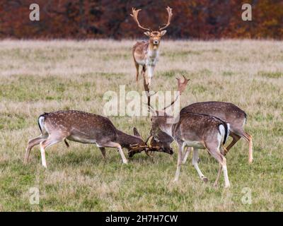 I Deer Stags di Fallow Fighting in un campo Foto Stock
