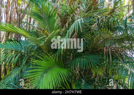 Palma di zucchero nana, nota anche come palma Formosa (Arenga engleri), originaria di Taiwan e delle isole Ryukyu del Giappone - Florida, USA Foto Stock