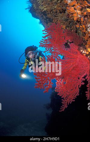 FRANCIA. VAR (83) PORTO CROS RISERVA MARINA. GORGONES ROSSO Foto Stock