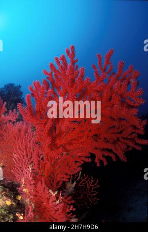 FRANCIA. VAR (83) PORTO CROS RISERVA MARINA. GORGONES ROSSO Foto Stock