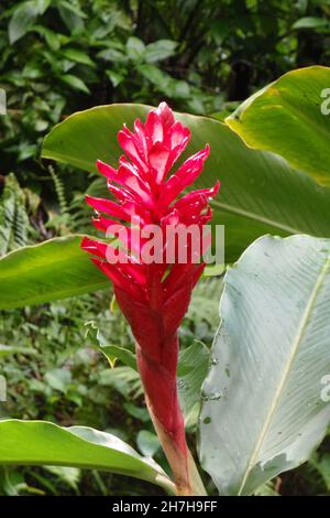 ANTILLE FRANCESI. MARTINICA. FIORE ALPINIA Foto Stock