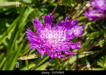 Stokesia laevis 'Parasoli Purple' una pianta autunnale fiorita estate con un fiore viola estivo comunemente noto come Astro di Stoke, foto di scorta im Foto Stock