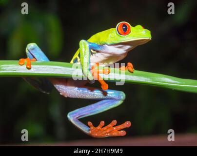 Rana rossa (Agalichins callydrias) su gambo verde, Costa Rica Foto Stock