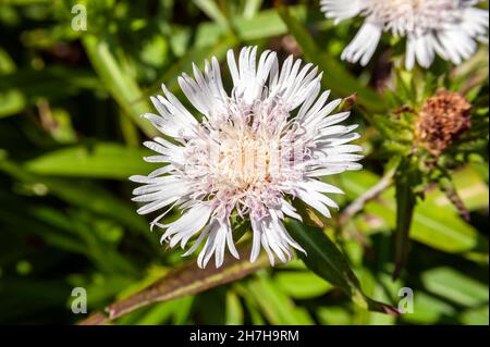 Stokesia laevis 'Silver Moon' una pianta autunnale di fioritura estiva con un fiore estivo bianco comunemente noto come Astro di Stoke, foto di scorta Foto Stock