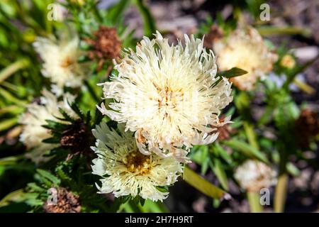 Stokesia laevis 'Mary Gregory' una pianta di fioritura autunnale estiva con un fiore di estate giallo crema comunemente noto come Astro di Stoke, foto di scorta Foto Stock