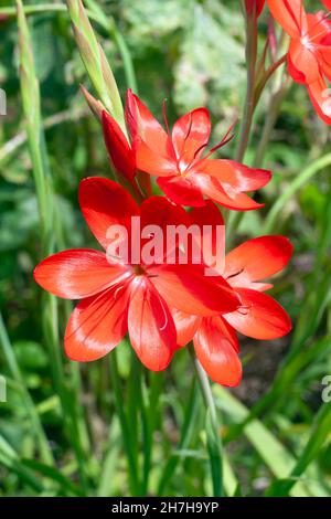 Hesperantha coccinea un autunno estate autunno flowering pianta con un rosso estate fiore estate comunemente conosciuto come schizostylis o giglio di bandiera di cremisi, il phot di riserva Foto Stock