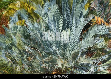 Cicad della specie Encefalartos princeps, originaria della provincia del Capo Orientale del Sud Africa - Florida, USA Foto Stock
