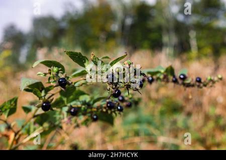 Fuoco selettivo dei frutti neri crescenti di Belladonna nel selvaggio Foto Stock