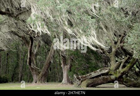 Il muschio spagnolo soffia nel vento della secolare foresta di querce in Georgia, USA Foto Stock