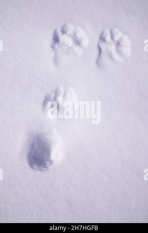 ALPI. INVERNO. TRACCE DI LEPRE VARIABILE NELLA NEVE. Foto Stock