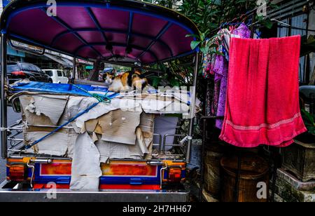 Un gatto siede sul retro di un rimorchiatore parcheggiato a Bangkok, Thailandia. Foto Stock