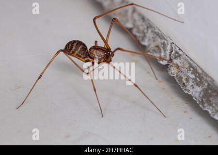 Adult maschio Brown sputing Spider del genere Spitodes Foto Stock