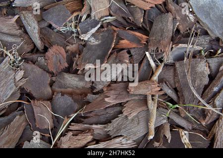 Piccoli pezzi di corteccia di albero giacciono sul terreno. Trama, sfondo. Vista dall'alto, orizzontale Foto Stock