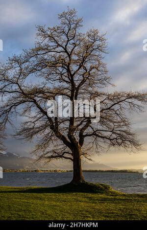 Albero a Chiemsee, Übersee, Baviera, Germania Foto Stock