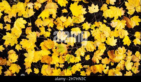 Foglie di acero norvegese (Acer platanoides) caduto sulla strada sul piano nero in autunno nella Virginia centrale. Gli aceri norvegesi sono considerati un alie invasivo Foto Stock