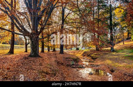 Faggi amerciani (Fagus grandifolia) e altri alberi lungo il piccolo torrente in autunno, vicino Charlottesville, Virginia, al mattino. Foto Stock