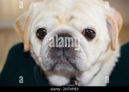 Carino pug cane cucciolo faccia con gli occhi intelligenti primo piano. Foto Stock