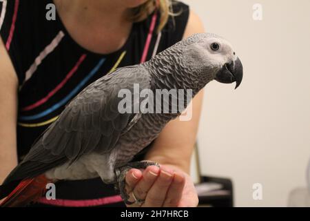 Bambino Congo Africa grigio pappagallo PET Foto Stock