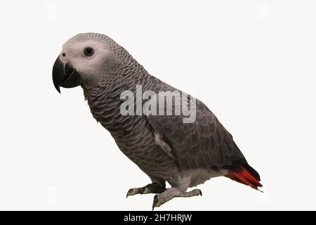 Bambino Congo Africa grigio pappagallo PET Foto Stock