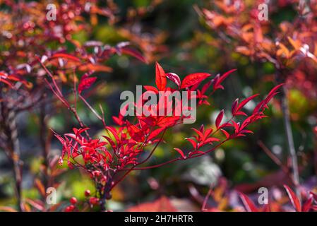 L'autunno rosso parte in una giornata di sole, fuoco selettivo. Foto Stock