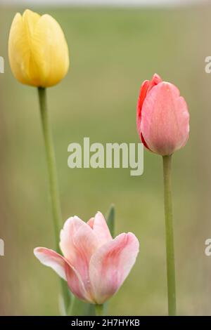 Sfondo primaverile con tre fiori di tulipano rosa. CopySpace, campo di profondità poco profondo. Foto Stock