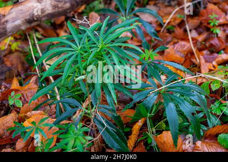 in inverno colpisce la pianta con foglie verdi appuntite Foto Stock