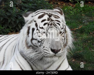 Primo piano di una bella tigre a strisce bianche Foto Stock