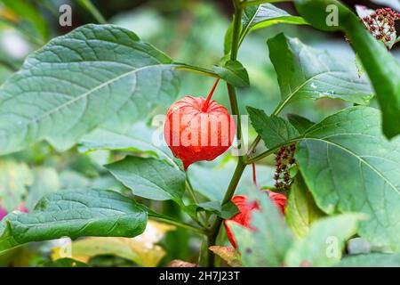 Lanterna rossa cinese (Physalis franchetii) pianta nella foresta. Ramo di physalis su sfondo verde foglie. Foto Stock