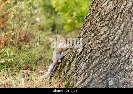 Un'alimentazione scoiattera a Knole Park vicino Sevenoaks in Kent, Inghilterra Foto Stock