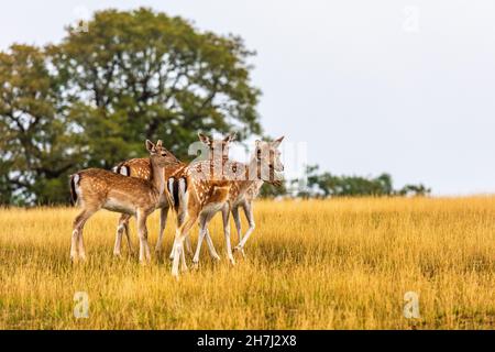 Cervi a Knole Park vicino Sevenoaks in Kent, Inghilterra Foto Stock