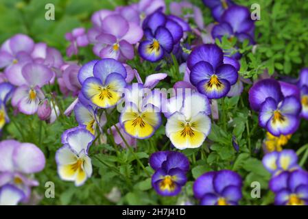 primo piano di una graziosa cornuta blu-gialla che cresce nel letto dei fiori Foto Stock