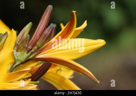 primo piano di un giglio giallo fiorito con vista laterale su sfondo sfocato naturale Foto Stock