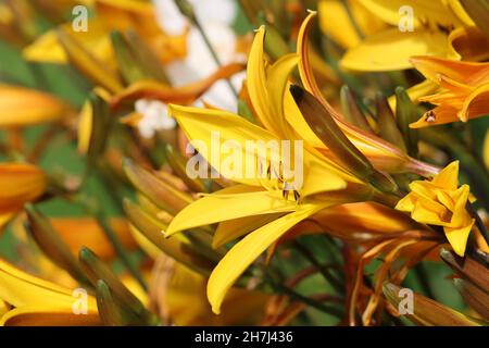 primo piano di fiori di hemerocallis gialli in fiore, vista laterale Foto Stock