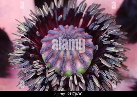 Primo piano di un fiore del papavero turco con stamens e polline Foto Stock
