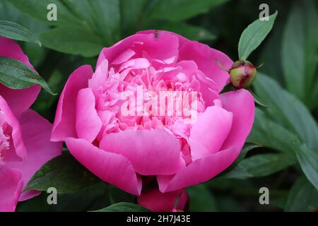 primo piano di un fiore di peonia rosa nel suo letto di fiori, sfondo verde naturale, vista dall'alto in un angolo Foto Stock