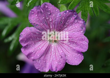 primo piano di un fiore di geranio con molte piccole gocce sui petali rosa, vista diretta nel fiore Foto Stock