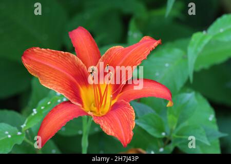 primo piano di un unico hemerocallis rosso-giallo con una vista delle timens su uno sfondo verde naturale Foto Stock