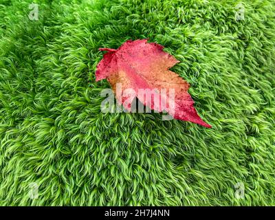 Dettaglio del muschio delle foglie Foto Stock
