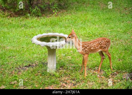 I fawns del cervo scoprono un bagno dell'uccello in un iarda nella Florida centrale del nord. Foto Stock