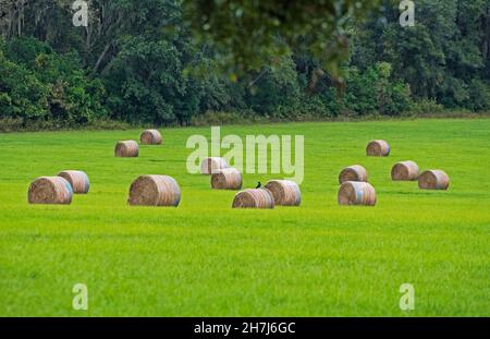 Rotoli di fieno raccolto si siedono in un campo di erba verde nella piccola città della Florida settentrionale di High Springs. Foto Stock