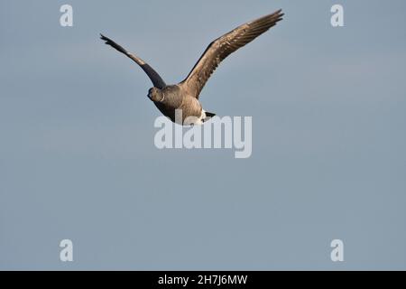 Brent goose (Branta bernicla) in volo Foto Stock