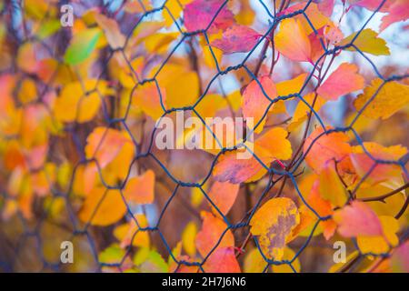 L'autunno lascia dietro una recinzione di filo. Foto Stock