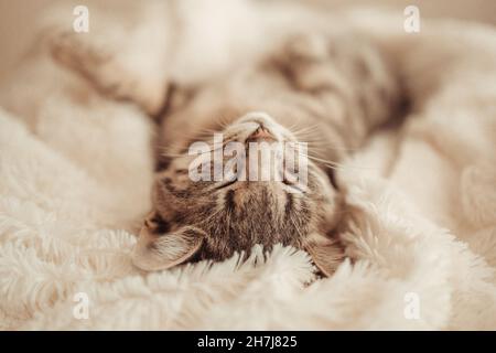 Carino gattino grigio dorme su un divano sotto una morbida coperta bianca Foto Stock