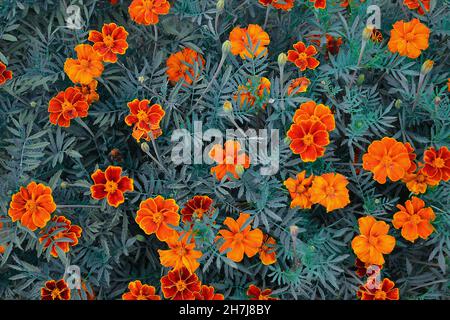 Sfondo estivo luminoso di molti fiori di calendula rossa Foto Stock