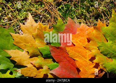 Foglie multicolore giacciono sul terreno della foresta. Foto Stock