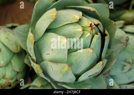 Mucchio di carciofi verdi maturi e crudi Foto Stock