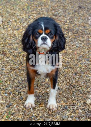 Cavalier re Carlo Spaniel ritratto può Norfolk Foto Stock